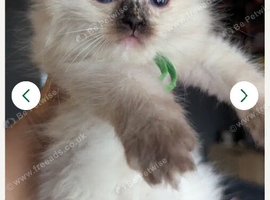 4 delightful ragdoll kittens looking for their families