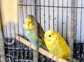 Quality budgies for sale.