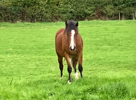 Eye catching Welsh Section C yearling filly to make 13.2hh