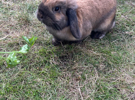 Holland Lop with Hutch