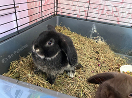 Male mini lop