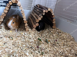2 Male Guinea pigs