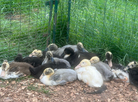 Indian runner ducklings 4weeks old off heat