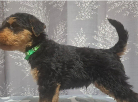 Gorgeous Airedale Litter!