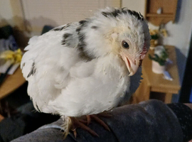 Booted bantam hatching eggs