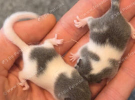 African Pygmy dormice (micro squirrels)
