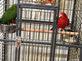 Australian King-Parrot