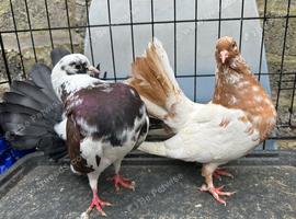 Fantails pigeons in Sheffield