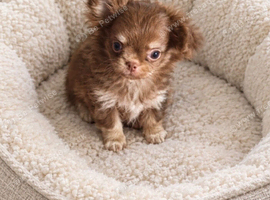 2 beautiful apple head chihuahau boys
