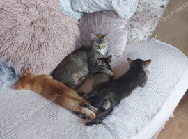 Gorgeous Kittens