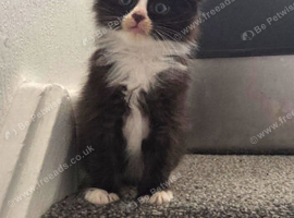 Last stunning boy availble