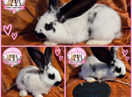 Adorable checkered giant cross kits looking for loving homes