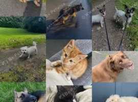 Pawsome Pet Care