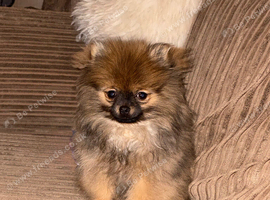 Female sable Pomeranian