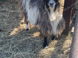 2 Pygmy billy goats