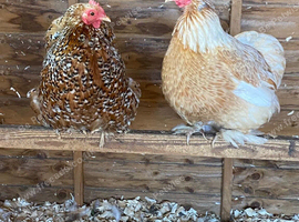 2x pretty female bantams