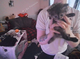 7 Lovely fluffy ragdoll/Scottish fold kittens