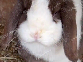 Beautiful Chocolate Split Female Mini Lop looking for a living home