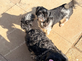 Shih Tzus for rehoming