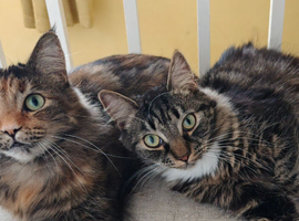 Mum and son cats available