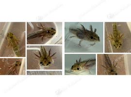Axolotl