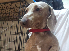 Lilac and fawn female miniature dachshund