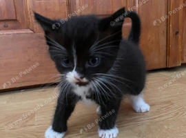 2 female and 1 male ragdoll cross