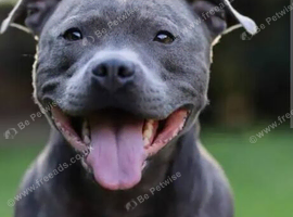 Male staffy puppy wanted