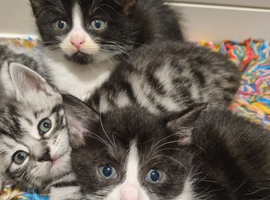 2 x black and white kittens