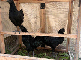 Ayam Cemani