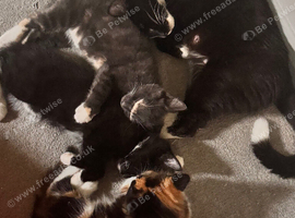 Four kittens