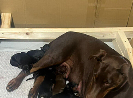 Beautiful Full Doberman Puppies &ndash; Ready from 8 Weeks