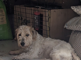 Sealyham terrier boy