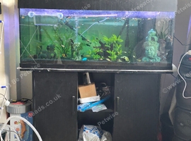 4ft tank and fish