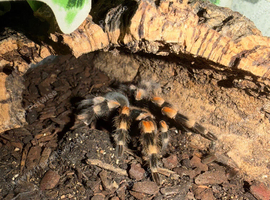 Mexican Redknee Tarantula