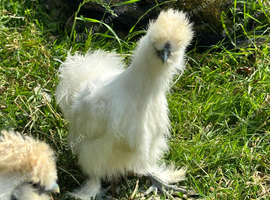 White silkie boys