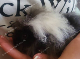 Pet guinea pigs looking for new home