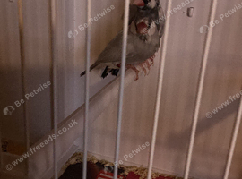 Java sparrows free