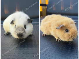 12 week old female guinea pig pair