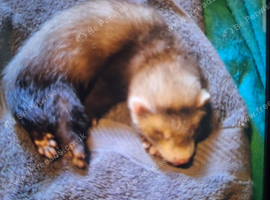 8 week old boy ferret for sale &pound;50