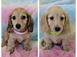 Cream long haired miniatures READY NOW