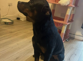 2 year old female rottweiler