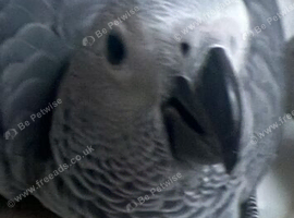 Wanted african greys breeding pairs