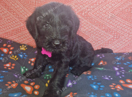 KC Giant schnauzer puppy's