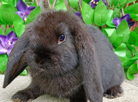 French lop ready now