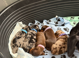 Short haired miniature dachshunds