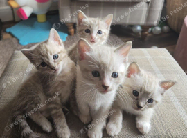 Bengal cross ragdoll kittens