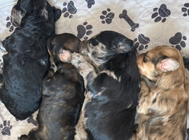Adorable mini poodles for sale &pound;1500.