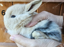 Mini lop babies