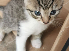 Kittens for sale &pound;50